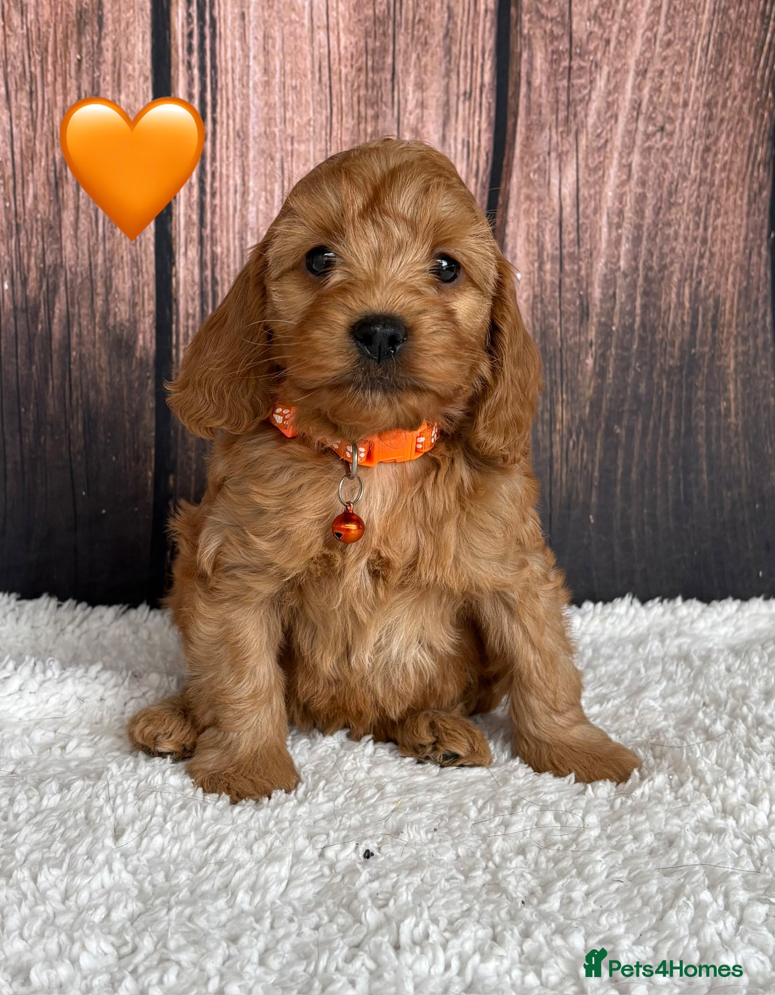 Cockapoo Puppy Female Orange Collar