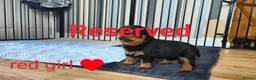 Rottweiler dogs for sale: Rottweiler puppies - Advert 20