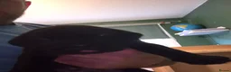 Cane Corso dogs for sale: 🐾 10 BEAUTIFUL CANE CORSO PUPPIES FOR SALE 🐾 - Advert 16