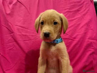 Labrador Retriever dogs Labrador Retriever Puppies KC Registered - Advert 6