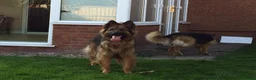 German Shepherd dogs for sale: German Shepherds – Loving Home Needed - Advert 3