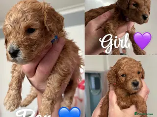 Cockapoo dogs Adorable Cockapoo puppies 🐶🐾 - Advert 11