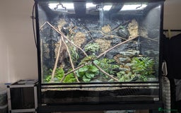 Chameleon reptiles for sale: Large betta terra terrarium with veiled chameleon  - Image 1