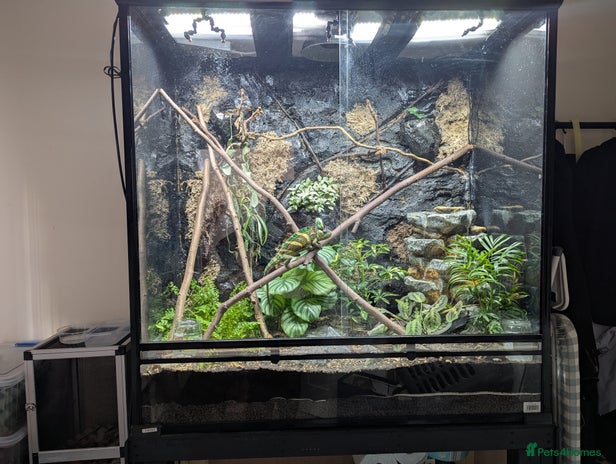 Chameleon reptiles - Advert 2