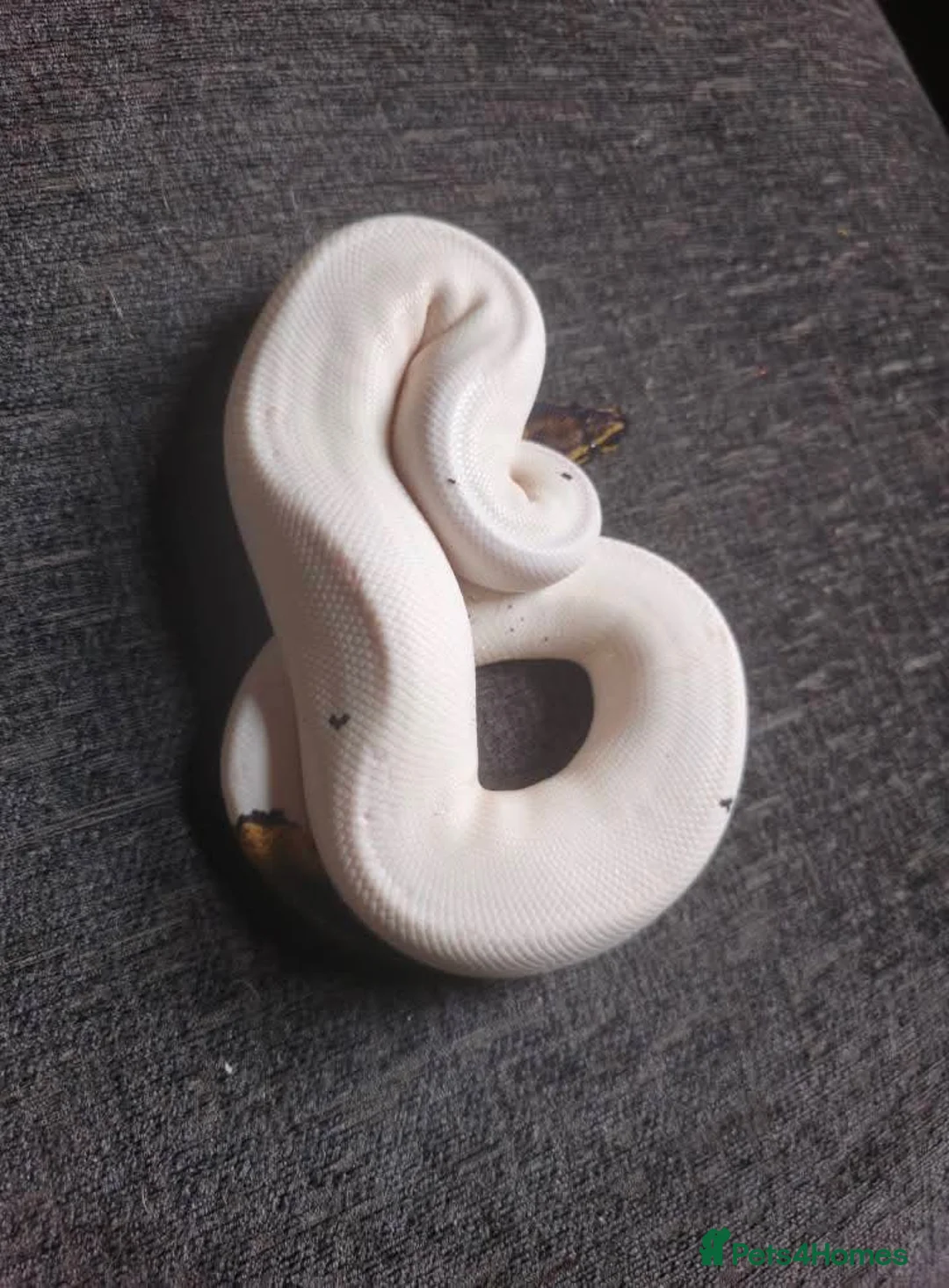 Snake reptiles for sale: Male Ball python  - Advert 4