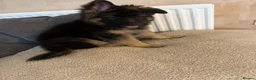 German Shepherd dogs for sale: skye x - Advert 14