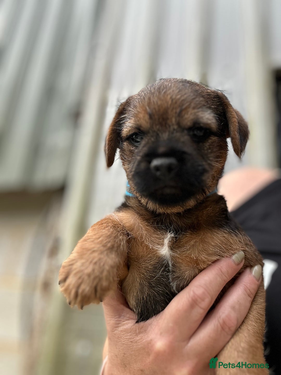 Border Terrier dogs for sale: Border Terrier Pups - Image 2