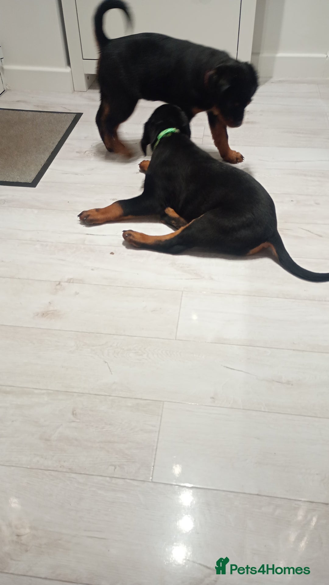 Rottweiler dogs for sale: ROTTWEILER PUPPIES- READY NOW - ONLY ONE LEFT!! - Advert 9