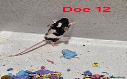Mouse rodents for sale: Fancy Mice  - Image 9
