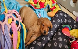 Labrador Retriever dogs for sale: ONLY 1 BEAUTIFUL KC FOX RED GIRL LAB AVAILABLE - Image 12
