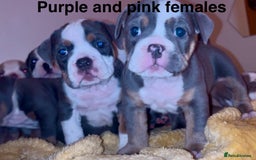 Olde English Bulldogge dogs for sale: Olde English bulldogs puppies  - Image 25