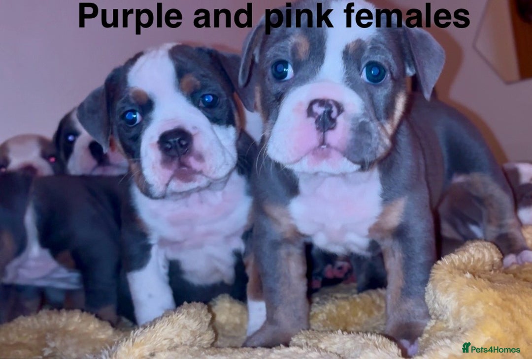 Olde English Bulldogge dogs for sale: Olde English bulldogs puppies  - Image 25