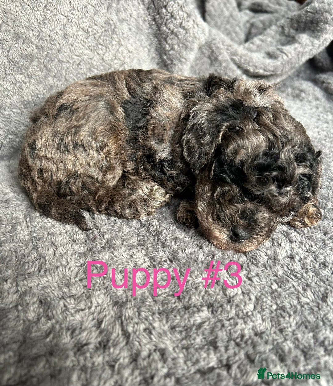 Cavapoo dogs for sale: Stunning Merle toy f1b Cavapoo puppies - Advert 15