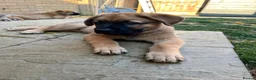 Mixed Breed dogs for sale: Douge De Bordeaux X German Shepard's - Advert 3