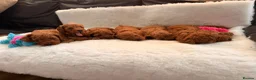 Cavapoo dogs for sale: Stunning Fox red F1b cavapoo puppies in Cranbrook - Advert 7