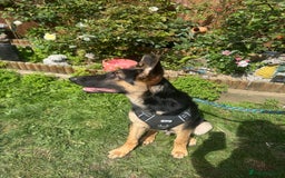 German Shepherd dogs for sale: German shepherd male - Image 5
