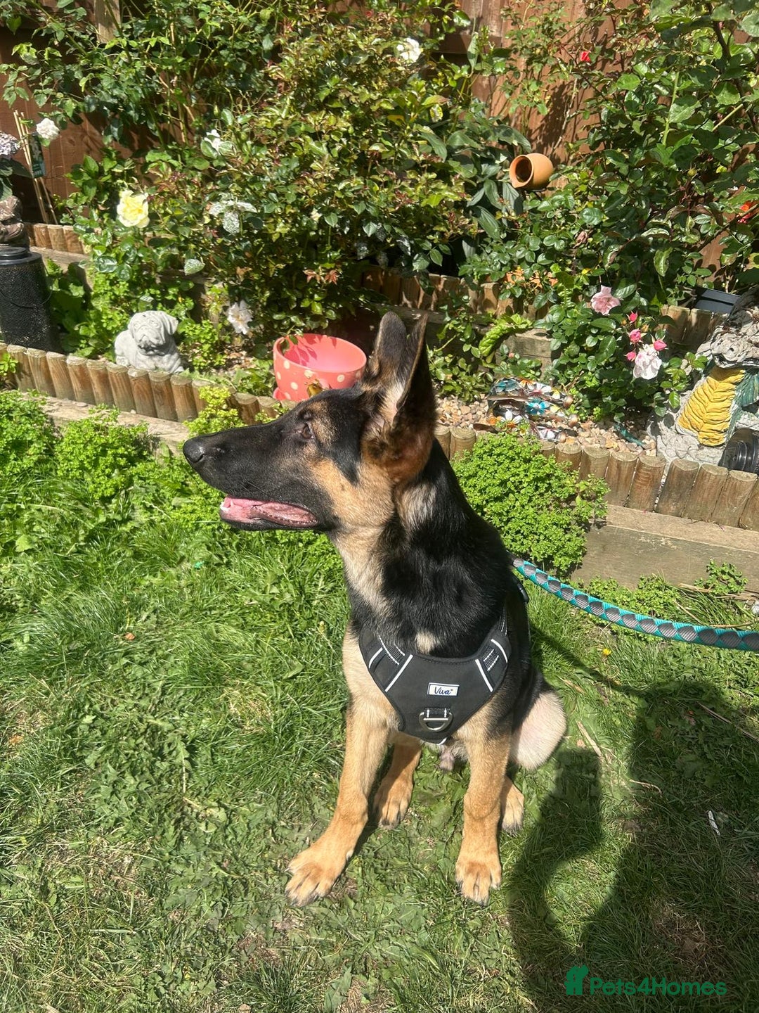 German Shepherd dogs for sale: German shepherd male - Image 5