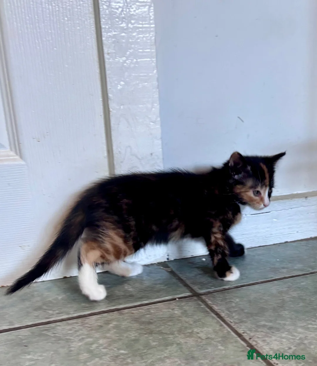 Mixed Breed cats for sale: Gorgeous calico kittens 🐾  - Advert 4