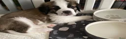 Saint Bernard dogs for sale: (Last 3) Gorgeous Saint Bernard puppies available  - Advert 3