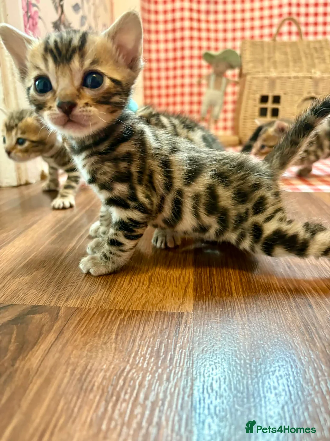 Bengal cats for sale: Beautiful Bengal Kittens for sale - Advert 1
