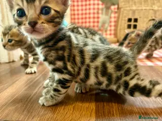Bengal cats for sale: Beautiful Bengal Kittens for sale - Advert 2