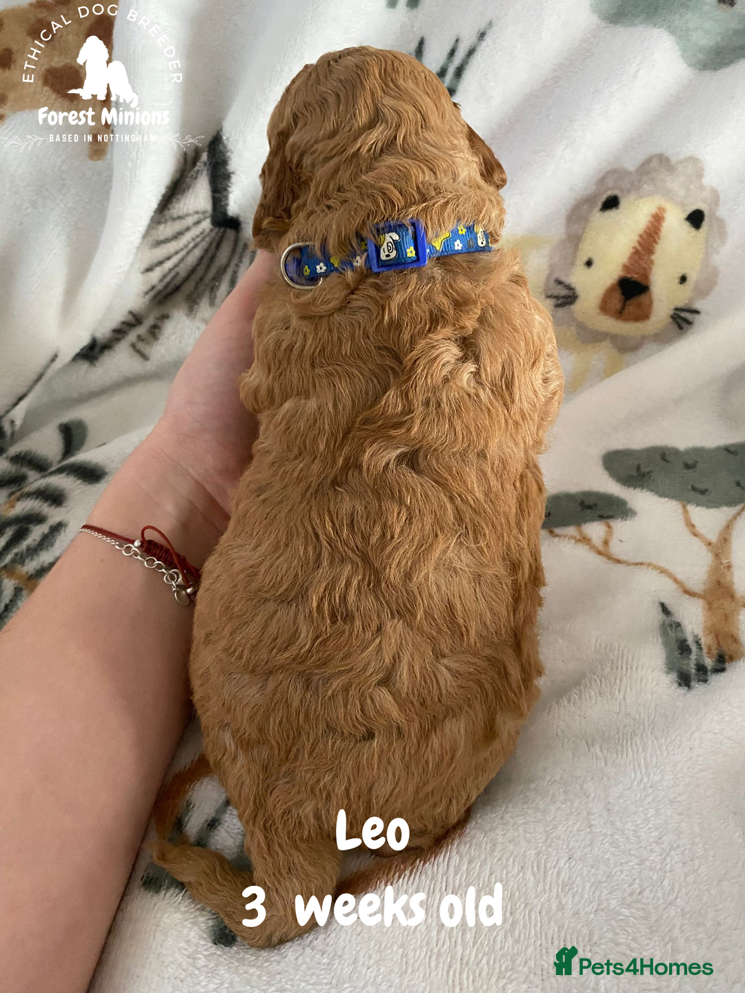 Cockapoo dogs for sale: Beautiful Cockapoo puppies (DNA CLEAR) - Advert 9