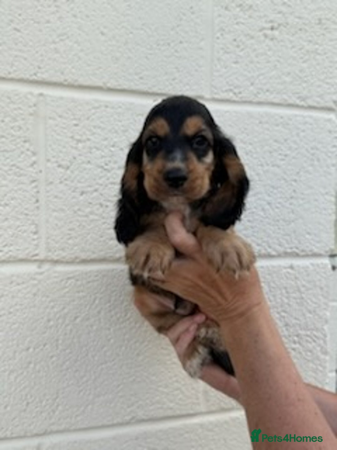 Cocker Spaniel dogs for sale: Cocker spaniel  - Image 1