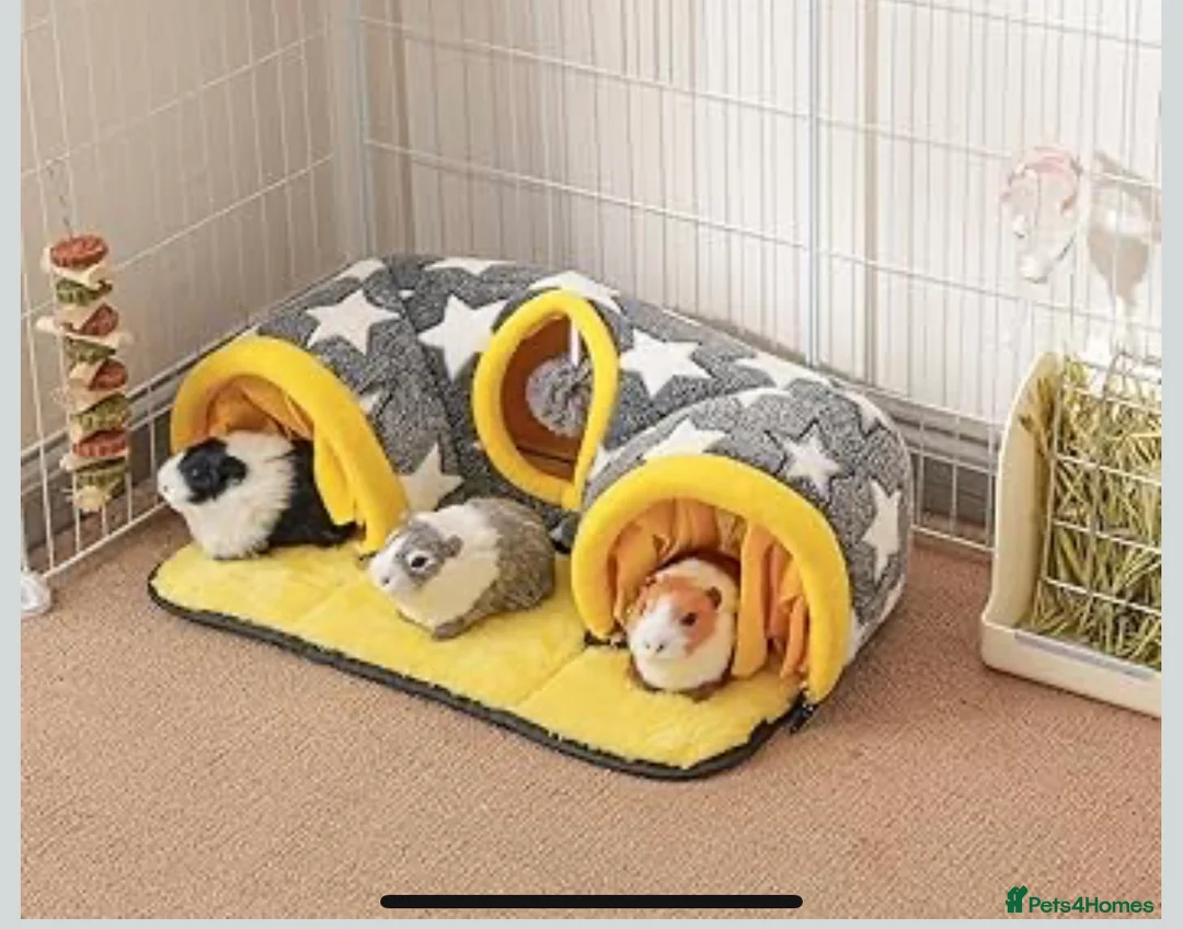 Guinea Pig rodents for sale: 2 Beautiful Guinea Pigs + Luxury Full Setup - Advert 24