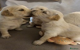 Golden Retriever dogs for sale: Golden retriever pups - Image 3