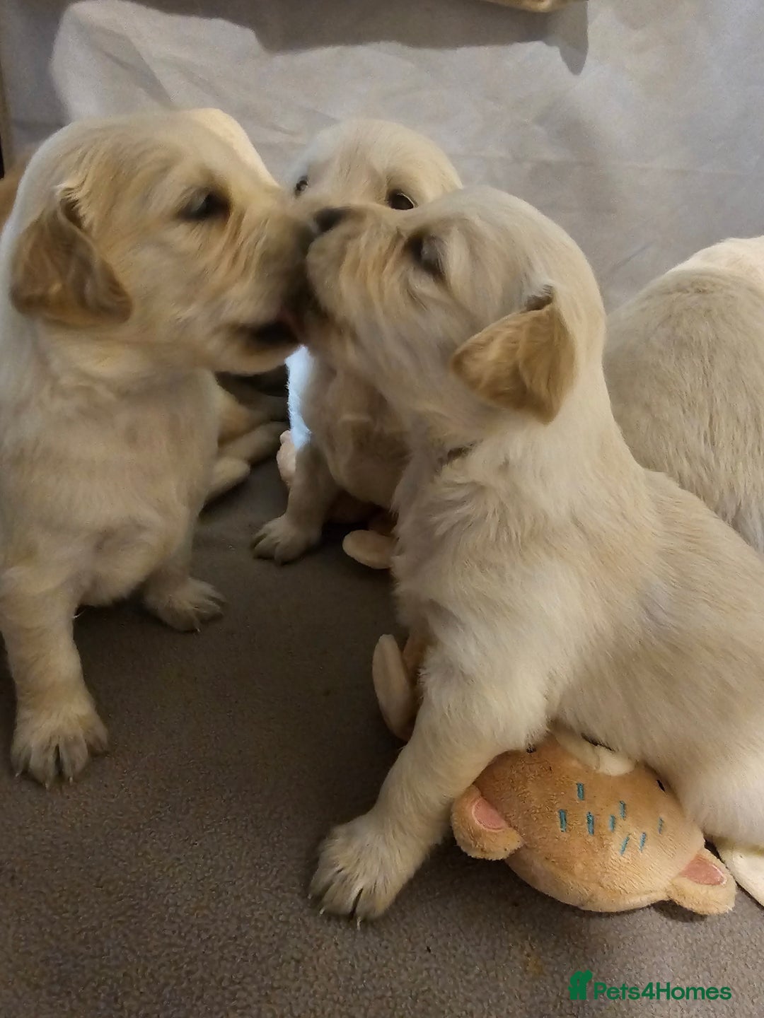 Golden Retriever dogs for sale: Golden retriever pups - Image 3