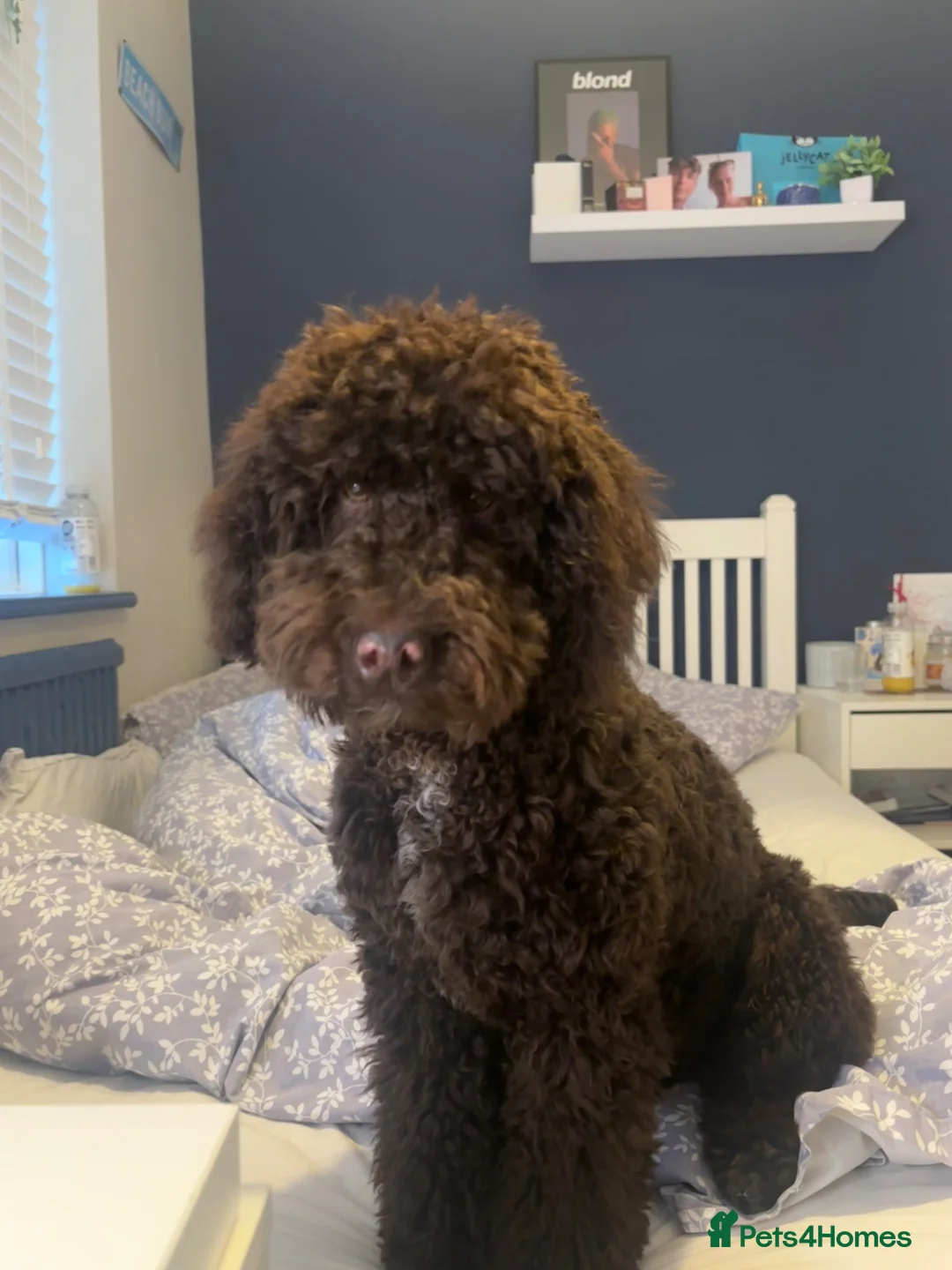 Cockapoo dogs for sale: Bruno the 8 month cockapoo puppy  in Horsham - Advert 2