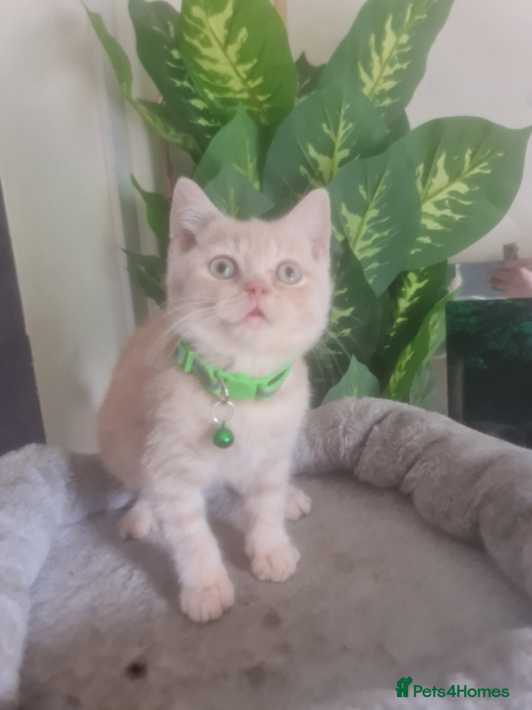 British Shorthair cats for sale: Adorable kittens  4 sweet home - Image 11