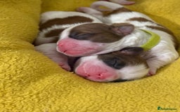 Shih Tzu dogs for sale: ShihTzu Newborn Puppies 💕Home-Raised & Well-Loved - Advert 5