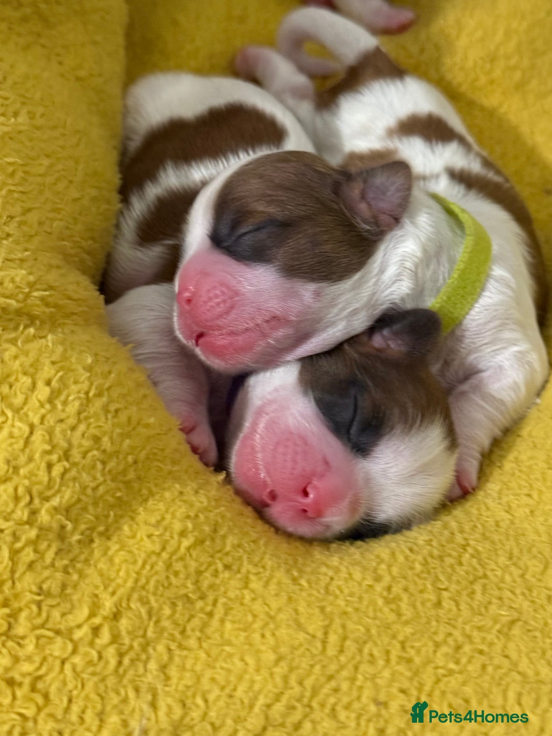 Shih Tzu dogs for sale: ShihTzu Newborn Puppies 💕Home-Raised & Well-Loved - Advert 5