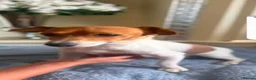 Jack Russell dogs for sale: Jack russell  - Advert 1