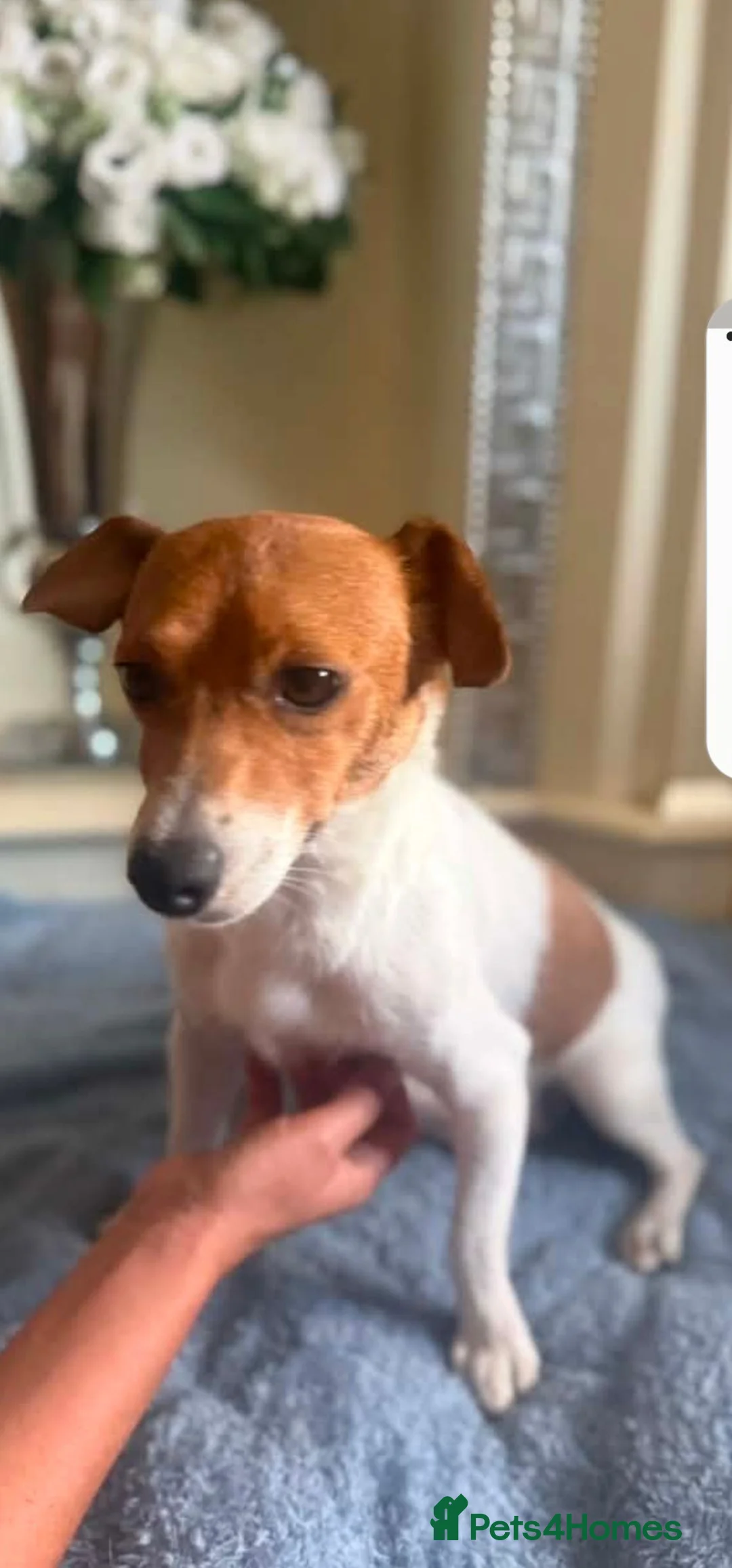 Jack Russell dogs for sale: Jack russell  - Advert 1