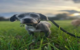 Mixed Breed dogs for adoption: Clint - Norwich Norfolk  - Image 7