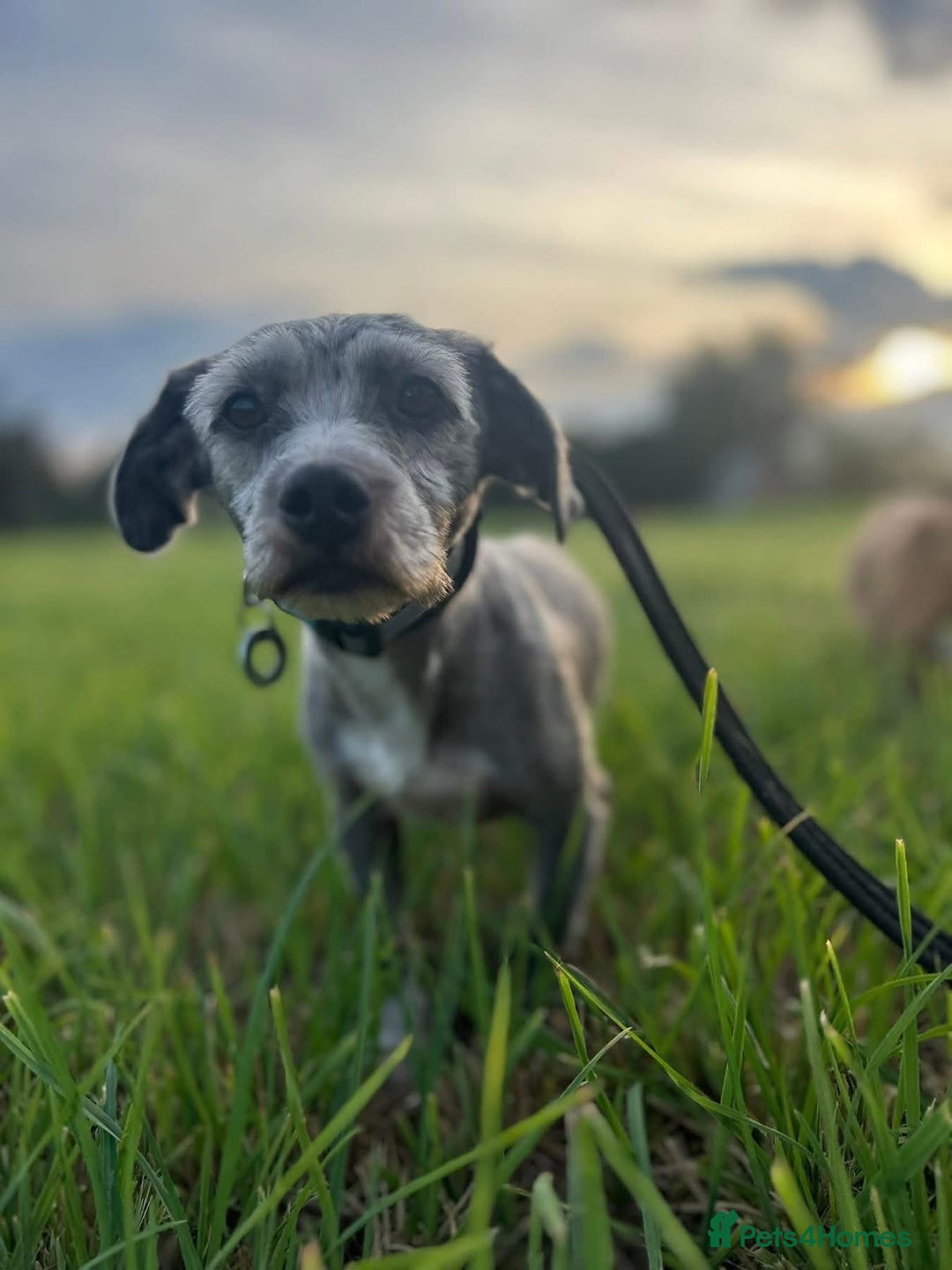 Mixed Breed dogs for adoption: Clint - Norwich Norfolk  - Image 7