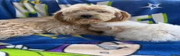Pomapoo dogs for sale: Pomapoo puppies  - Advert 7