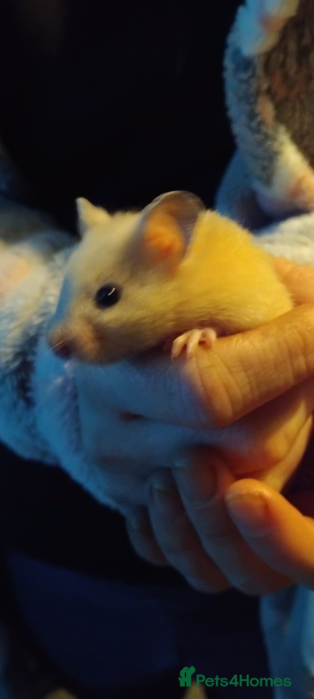 Hamster rodents for sale: Hamsters for Sale - Advert 4