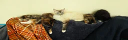Ragdoll cats for sale: Ragdoll cross kittens - Advert 28