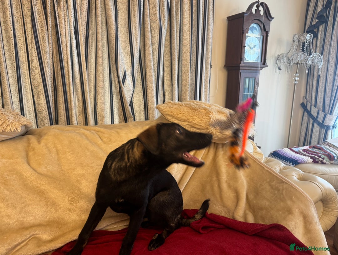 Mixed Breed dogs for sale: Belgian Malinois X Caucasian Shepherd  - Image 8