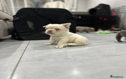 French Bulldog dogs for sale: Beautiful French bulldogs  - Advert 5