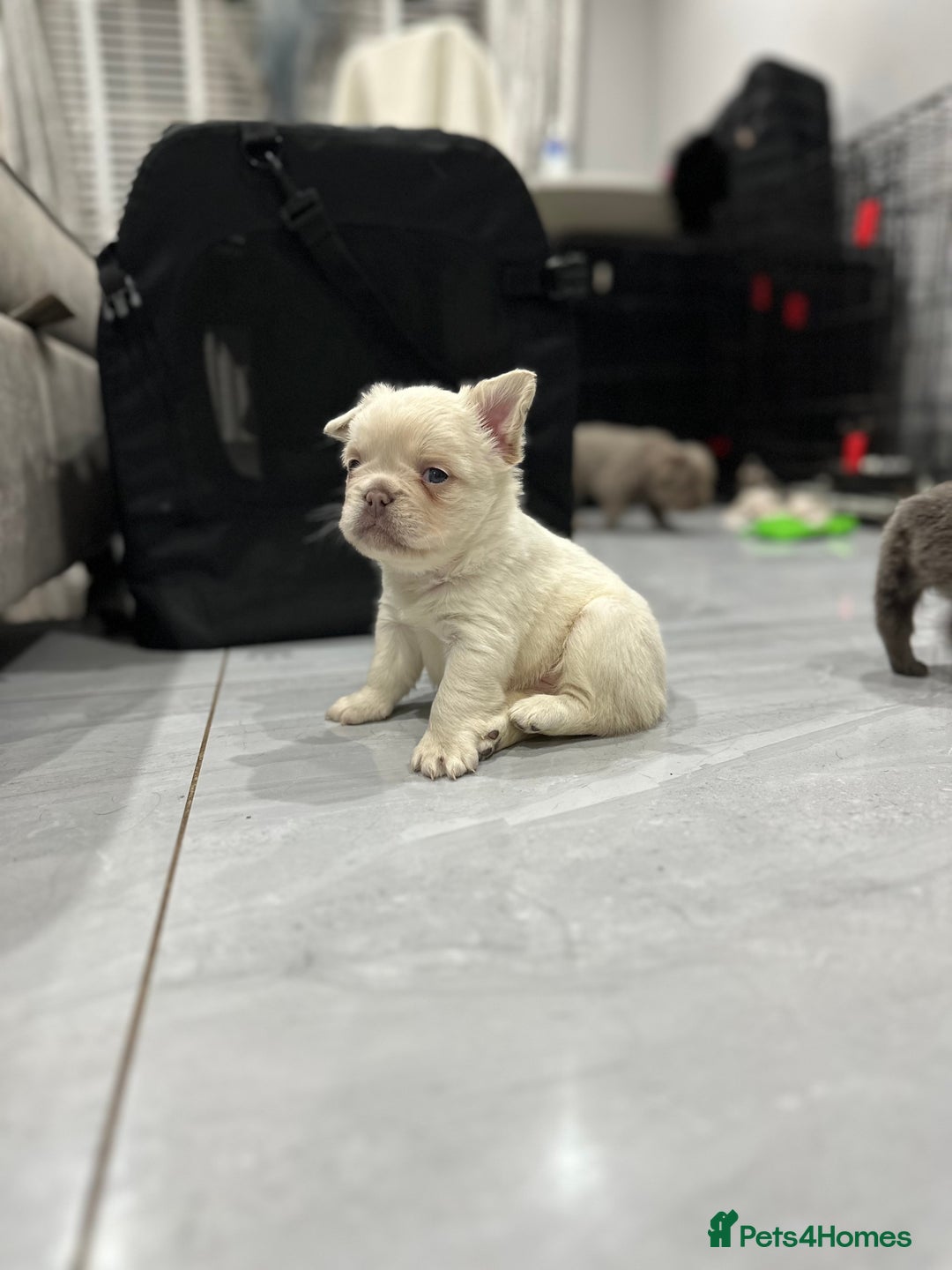 French Bulldog dogs for sale: Beautiful French bulldogs  - Advert 5