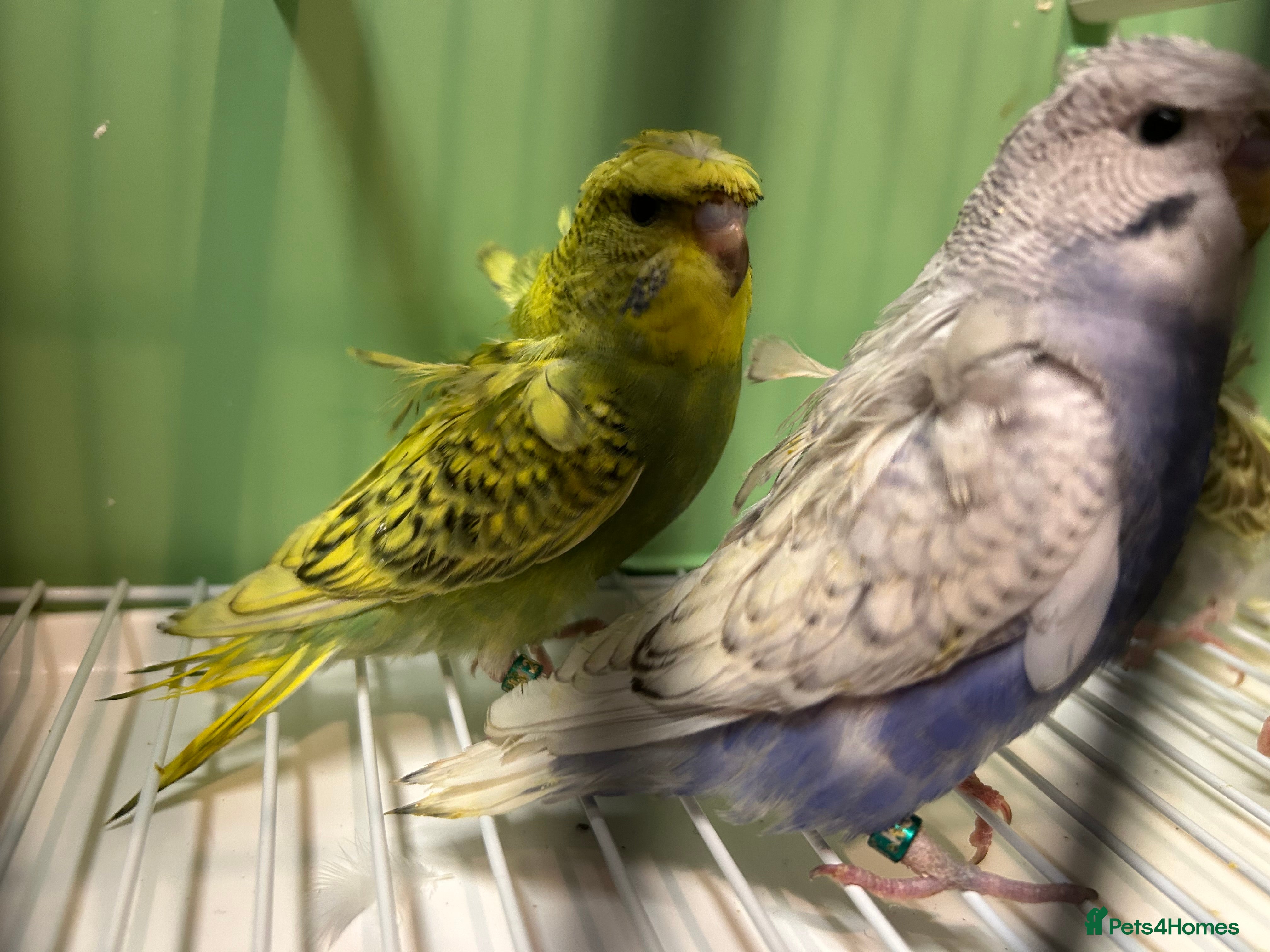 Budgerigars birds Helicopter/Hagoromo budgies for sale, good health - Advert 1