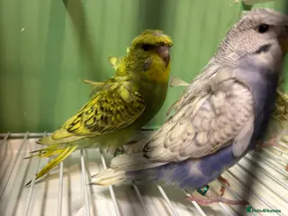 Budgerigars birds Helicopter/Hagoromo budgies for sale, good health - Advert 1