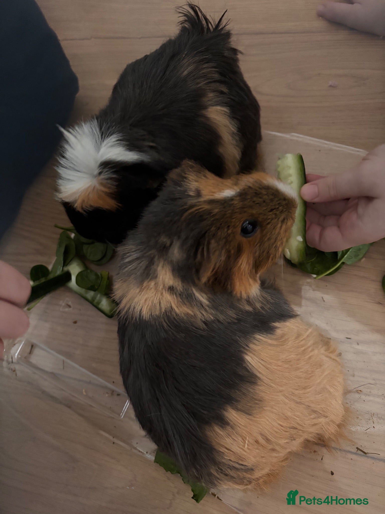 Guinea Pig rodents 2 Female Guinea Pigs looking for a good home  - Advert 1