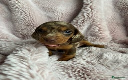 Miniature Dachshund dogs for sale: ADORABLE MINIATURE DACHSHUND PUPPIES - Image 2