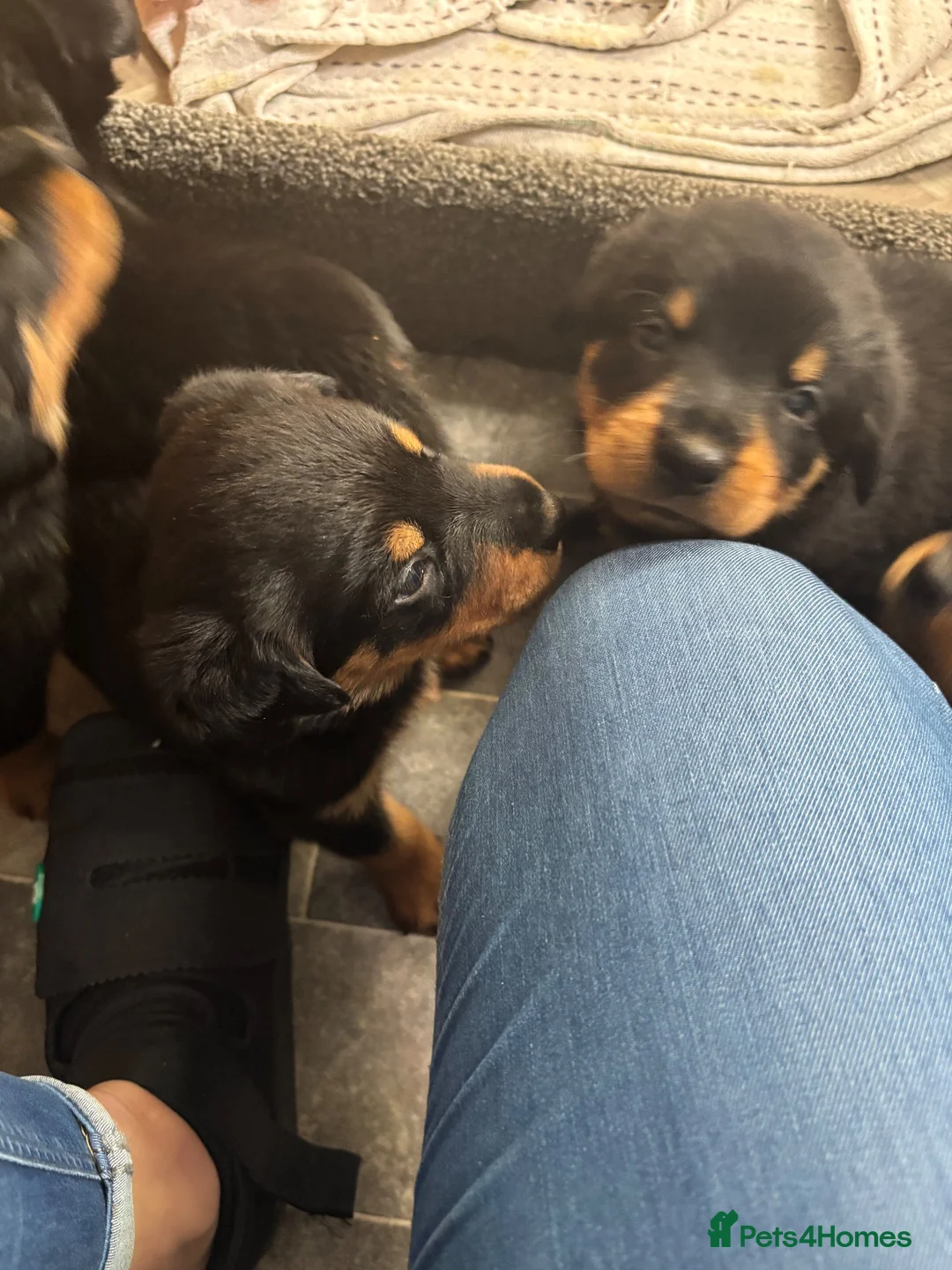 Mixed Breed dogs for sale: Rottweiler x collie pups - Advert 10