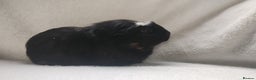 Guinea Pig rodents for sale: Mother and daughter guinea pig sows  - Advert 11